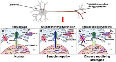 Endoplasmic Reticulum-Based Calcium Dysfunctions in Synucleinopathies